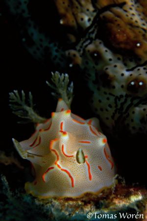 Halgerda bacalusia next to a seacucumber. by Tomas Woren 