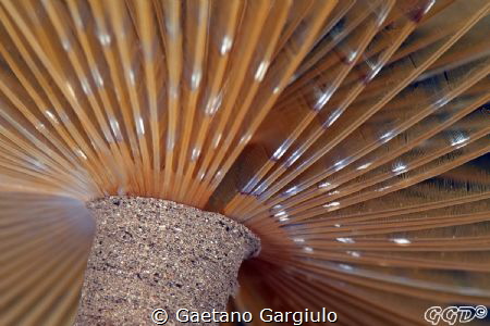 Particular of a Sabella Spallanzanii by Gaetano Gargiulo 