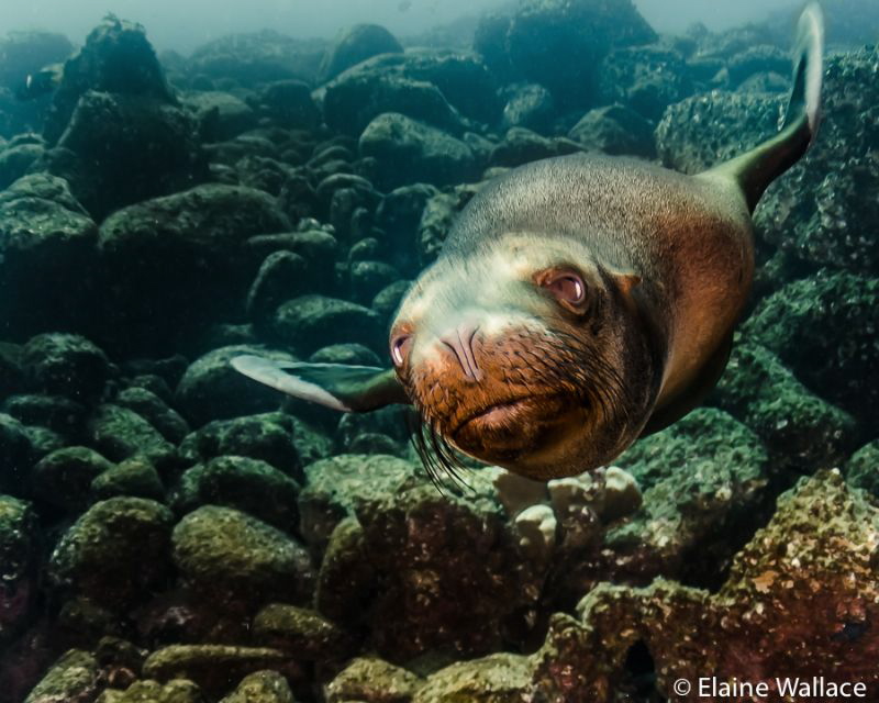 Really cold water, dodgy vis, but a great new dive buddy!... by Elaine Wallace 