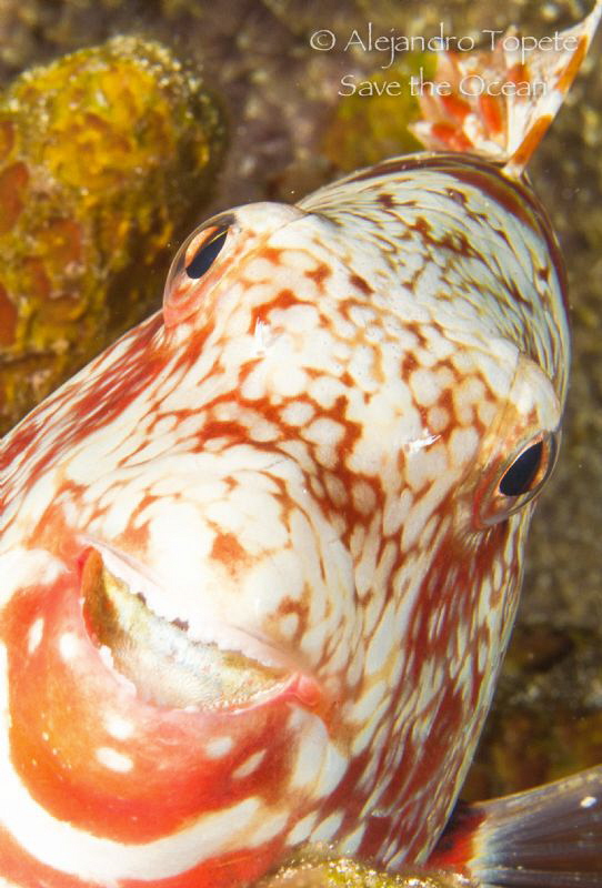 Parrot Fish, Cozumel Mexico by Alejandro Topete 