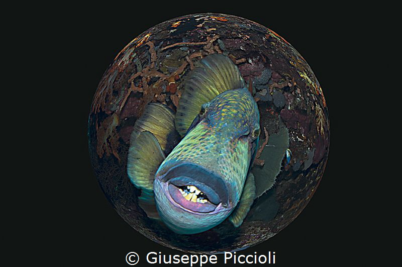 Smoker's Smiling by Giuseppe Piccioli 
