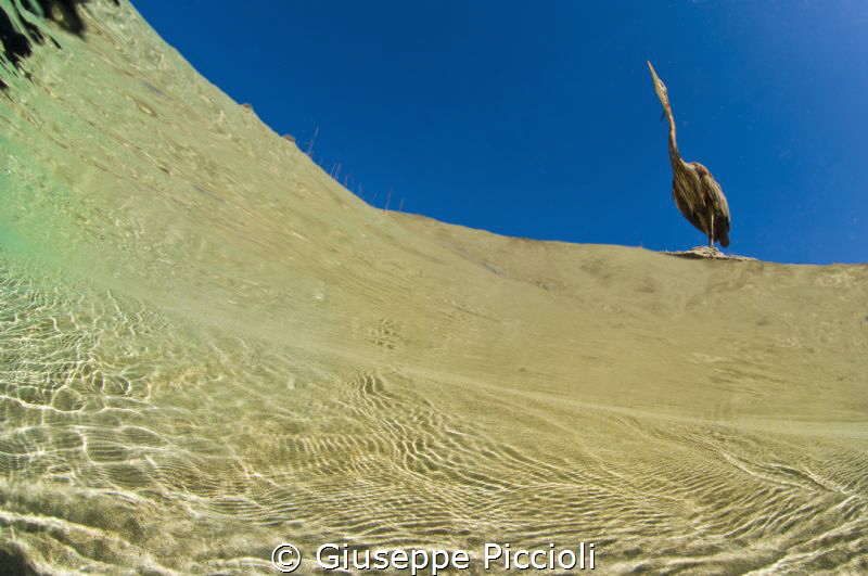 Red heron by Giuseppe Piccioli 