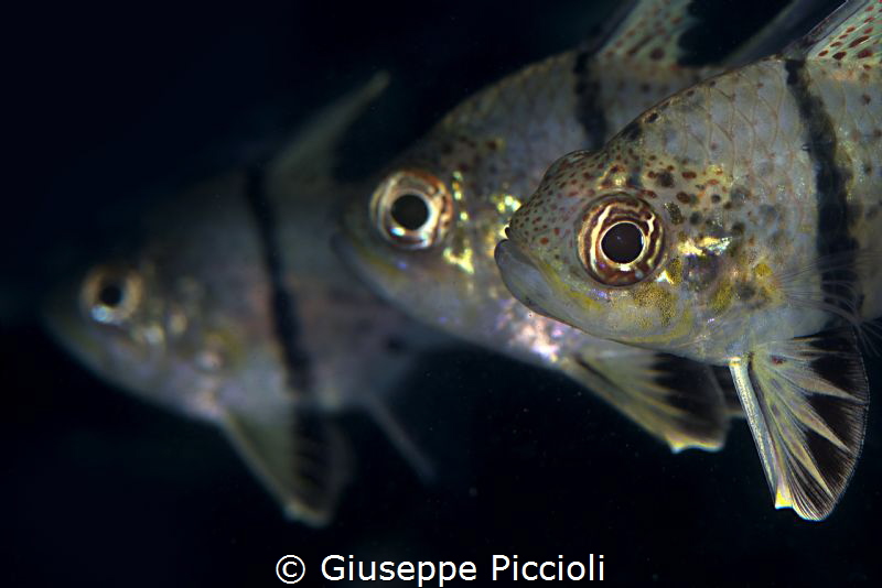 Triple level by Giuseppe Piccioli 