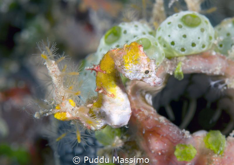 Gangga island,nikon D800e ,105 micro by Puddu Massimo 