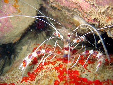 Need a clean, dad? :0) juvenile banded boxer shrimp hitch... by Reeza Mohd Rosli 