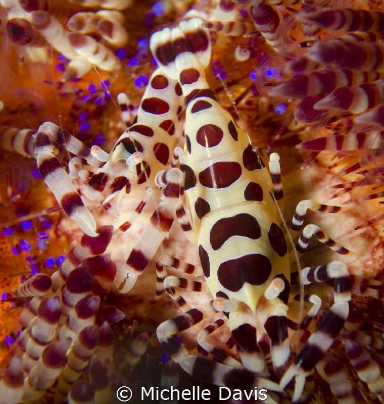 Coleman Shrimp - Nikon D7000 1/320 f/14 ISO 100 Single St... by Michelle Davis 