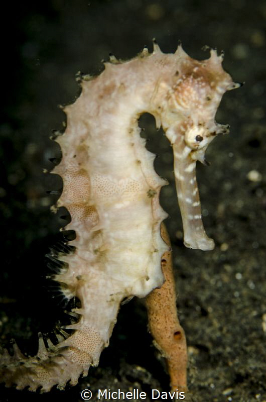 Thorny Seahorse - Nikon D7000 1/320 f/13 ISO 100 Single S... by Michelle Davis 