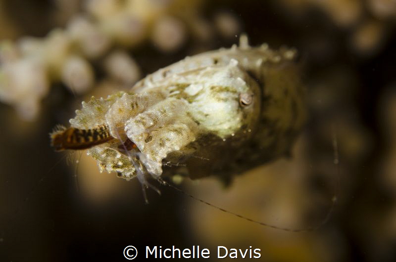 This tiny cuttlefish had just caught a shrimp for a his d... by Michelle Davis 