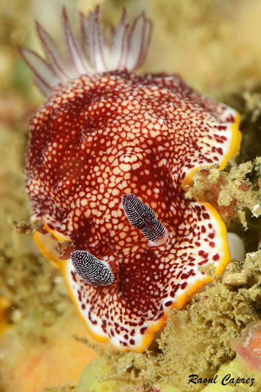 Chromodoris tinctoria by Raoul Caprez 