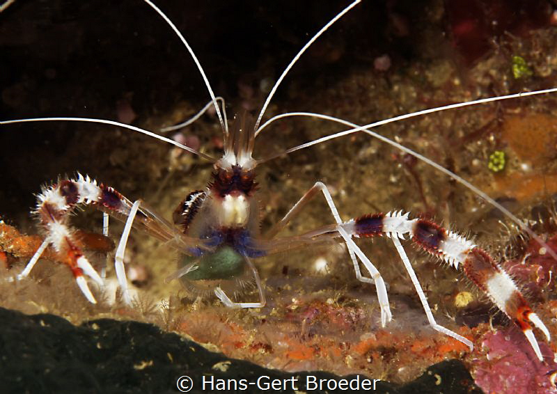 Boxer shrimp with eggs
Raja Ampat﻿  
 by Hans-Gert Broeder 