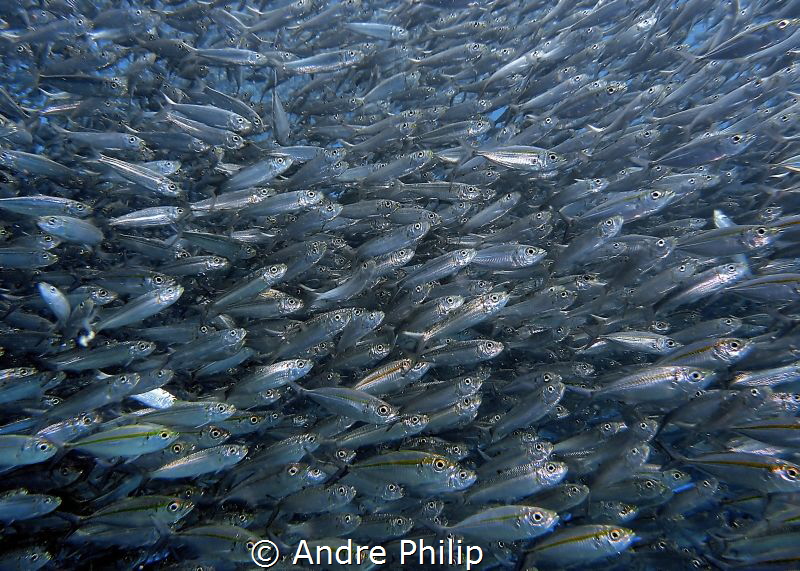 A living wall of Big Eye Scads by Andre Philip 