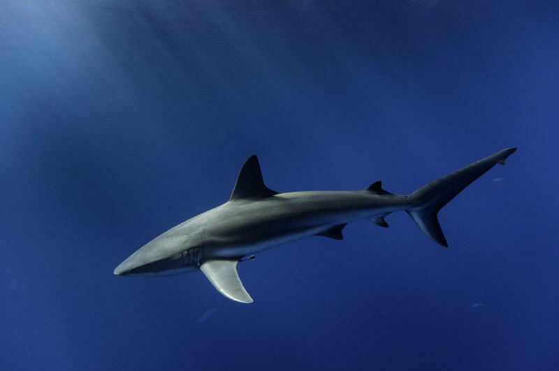 Reef shark in sunlit shallows, Gardens of the Queen by Paul Colley 