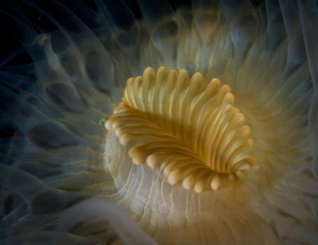 This is the high resolution photo "Liquid Gold". by Philippe Velghe 