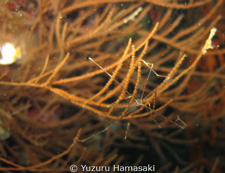 you have really long legs! by Yuzuru Hamasaki 