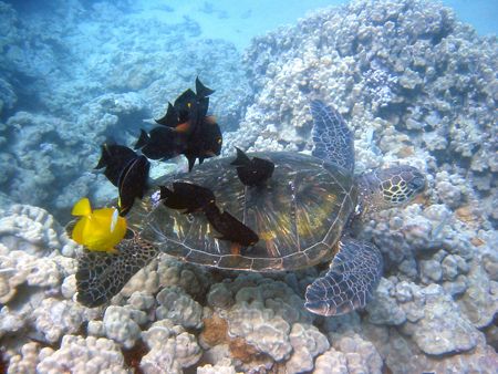 Turtle Cleaning Station. Maui, Hawaii. by Lisa Lappe 