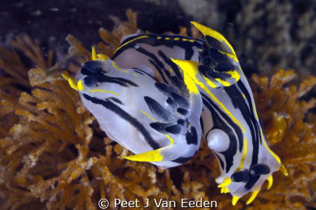 Crowned Nudibranchs positioning themselves head to tail. ... by Peet J Van Eeden 