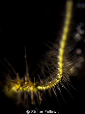 "..Big stuff is cool...the small stuff rules" S.F. Brittl... by Stefan Follows 