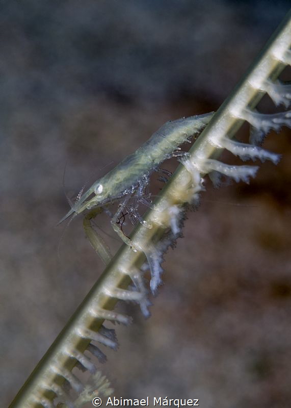 Wire Coral Shrimp by Abimael Márquez 