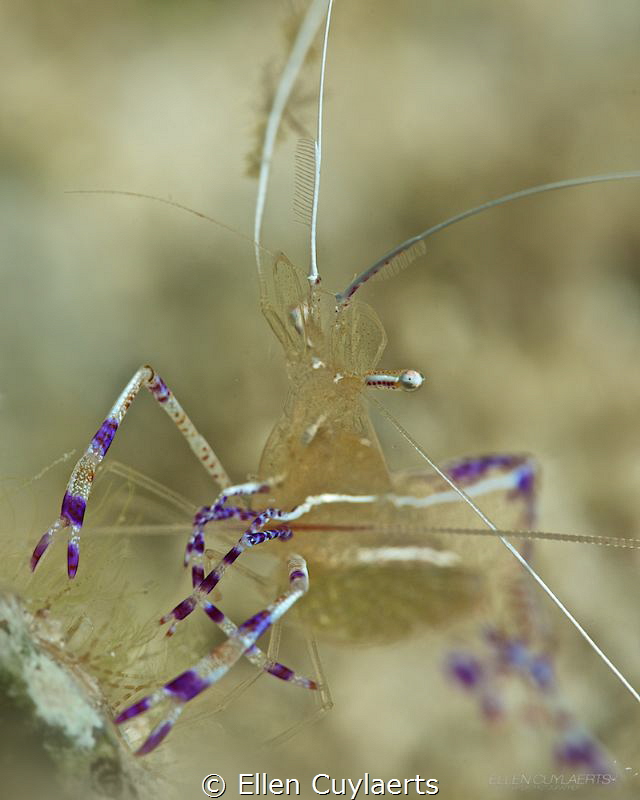 Pederson cleaning shrimp by Ellen Cuylaerts 