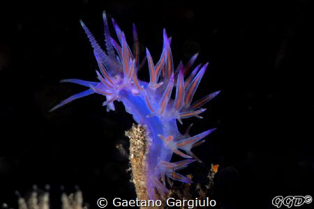 just a little (very little) flabellina. I had to use the ... by Gaetano Gargiulo 
