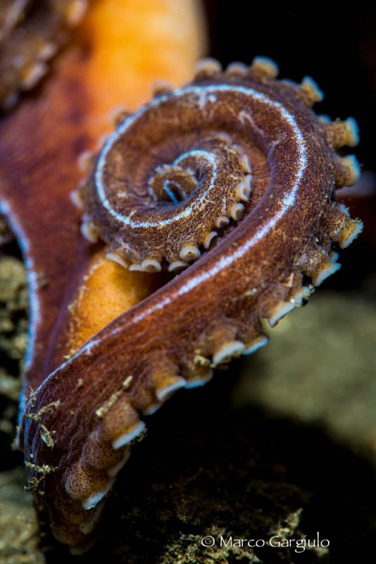Eledone moscata, particular by Marco Gargiulo 