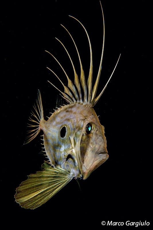 Zeus faber, John Dory, night dive.nikon d800  micro nikko... by Marco Gargiulo 