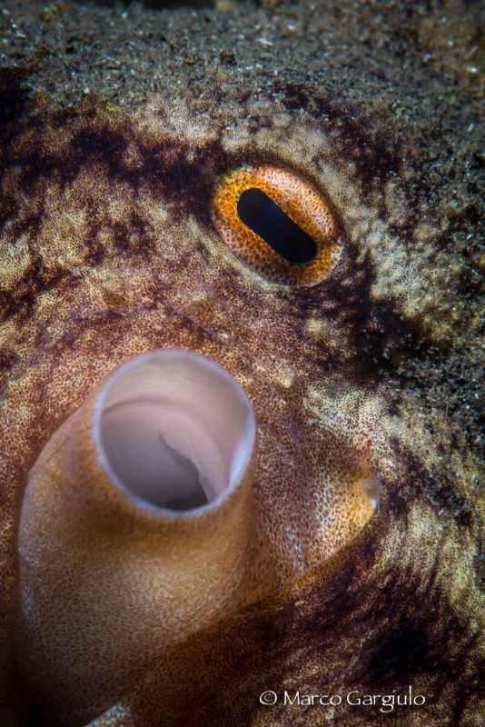 Octopus by Marco Gargiulo 
