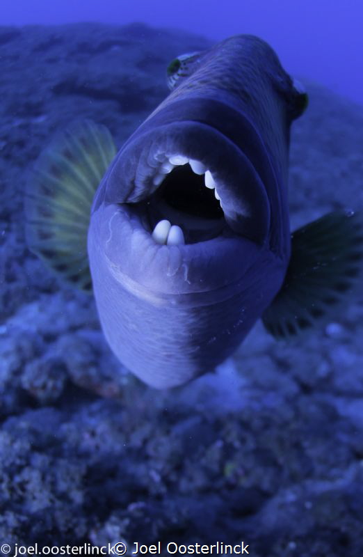 need a dental work ?  this critter was in a combative mood by Joel Oosterlinck 