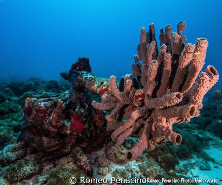 Sponge formation in a two blade propeller and engine from... by Romeo Penacino 