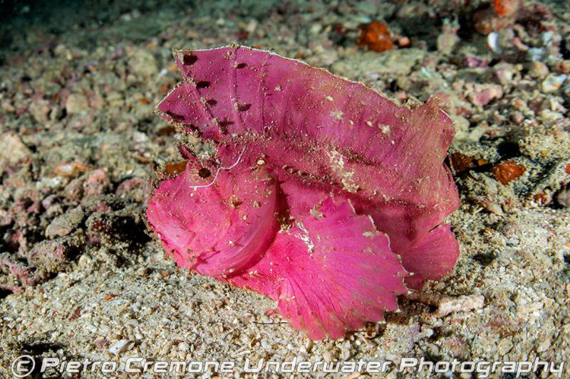 Pink Leaf fish by Pietro Cremone 