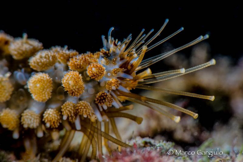 Starfish by Marco Gargiulo 