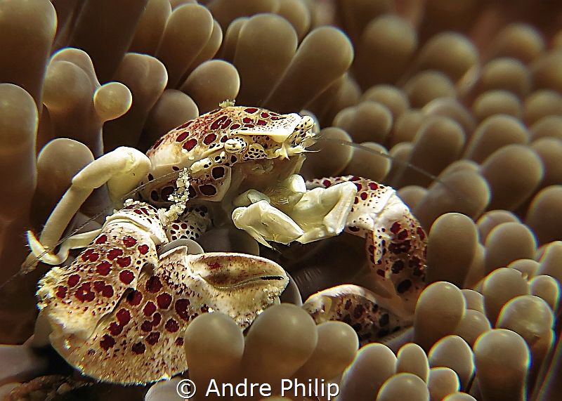porcelain crab by Andre Philip 