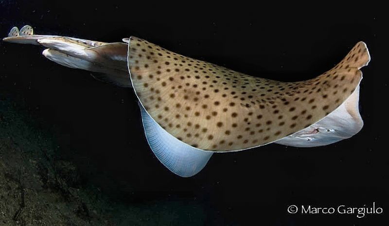 raja, night dive by Marco Gargiulo 