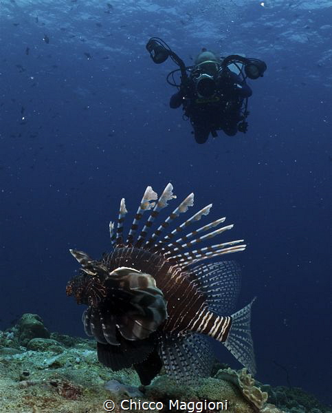 lion fish by Chicco Maggioni 