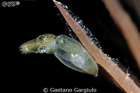 Southern pigmy squid (~7mm in length) I used a 105micro +... by Gaetano Gargiulo 