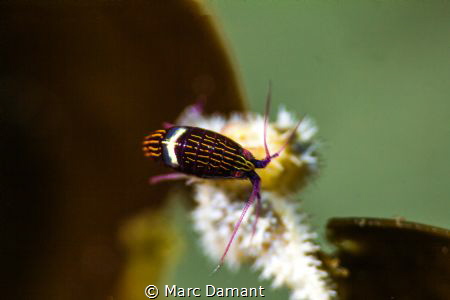 With the mass die off of Sea Stars off of the coast of no... by Marc Damant 