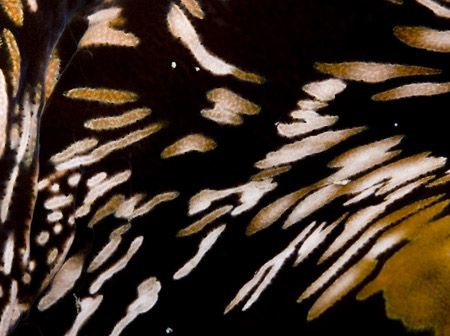 'Texture' from PNG. Taken with Olympus E-20 in Titan hous... by Istvan Juhasz 
