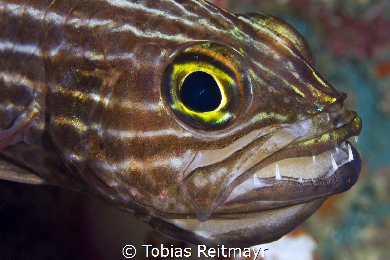 Tiger cardinalfish with eggs, Koh Haa by Tobias Reitmayr 