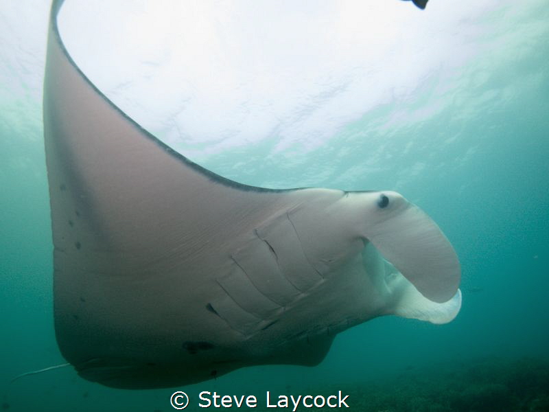 More MAnta by Steve Laycock 