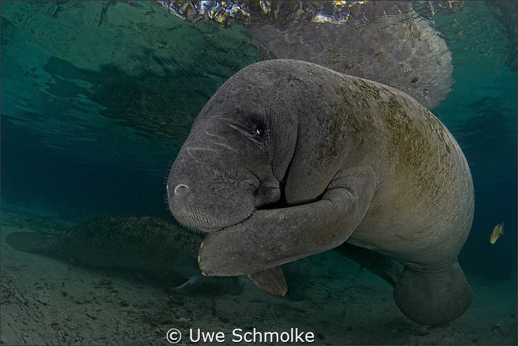Gossips... by Uwe Schmolke 