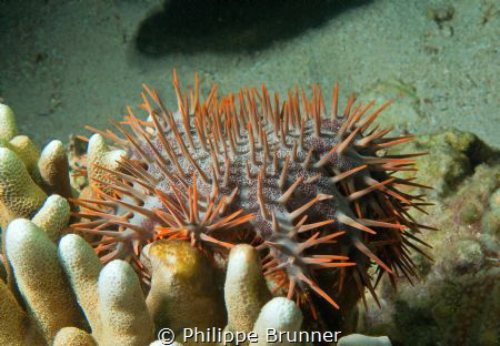 Acanthaster by Philippe Brunner 