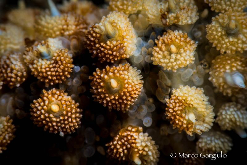 Starfish, particular by Marco Gargiulo 