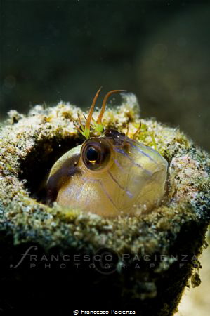 [:b:]OUT of the TUBE[:/b:] by Francesco Pacienza 