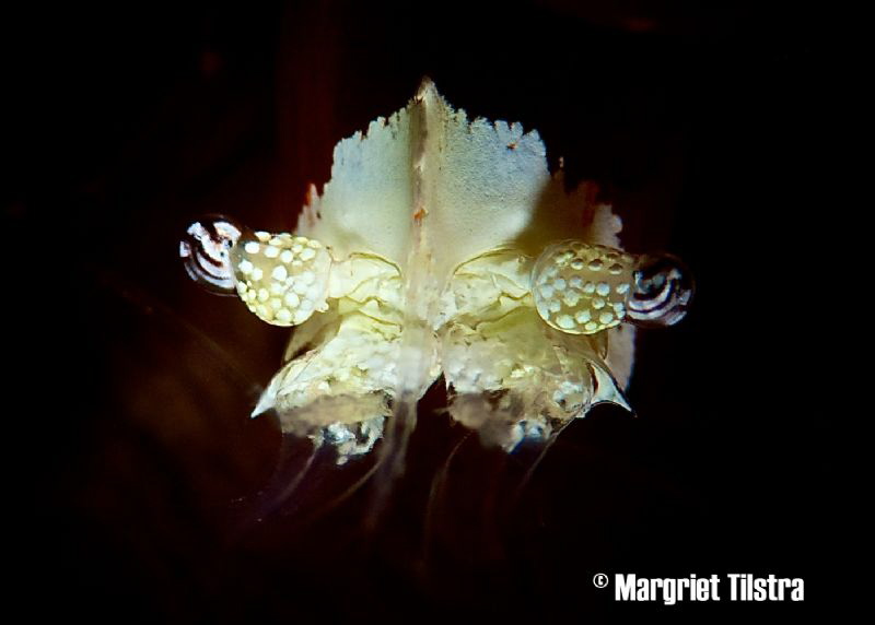 Eyes of a Mushroom Coral Shrimp
Nikon D80, Ikelite housi... by Margriet Tilstra 