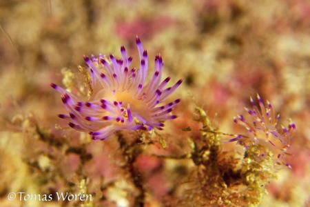 Flabelina at Pattaya Corner Koh Lipe by Tomas Woren 
