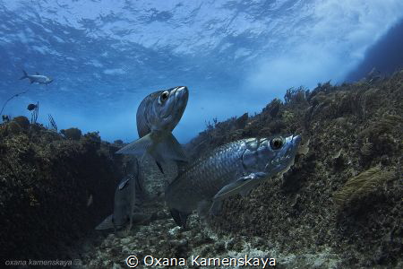 Three comrades.
Canon EOS 450D, Tokina 10-17 fisheye by Oxana Kamenskaya 