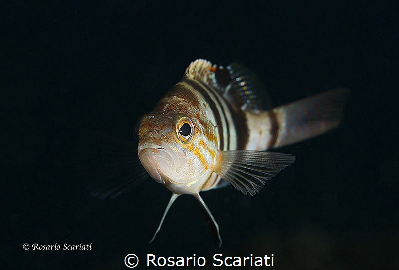 Serranus hepatus by Rosario Scariati 