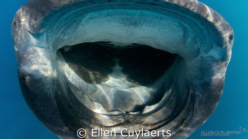 It fills 50% of the frame so that fits the macro category... by Ellen Cuylaerts 