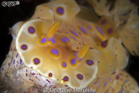 almost too big for my 105micro by Gaetano Gargiulo 