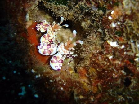 Harlequin Shrimp Pair- 25 ft cybershot 5.1 w/out strobes by Vincent Calkins 